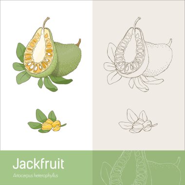 Jackfruit section fruit with leaves and seeds clipart