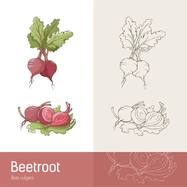 Beetroots의 식물 스케치 — 스톡 벡터