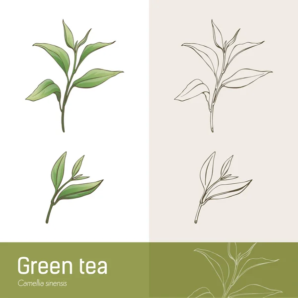 Planta de té verde — Vector de stock