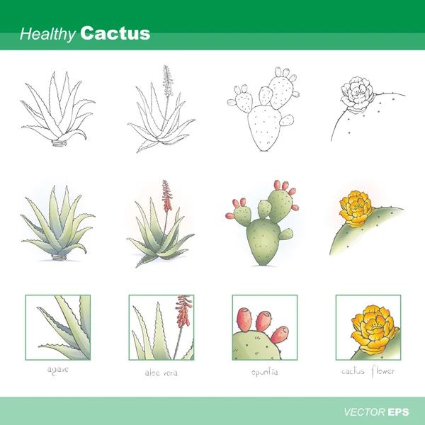 Set di cactus sani — Vettoriale Stock