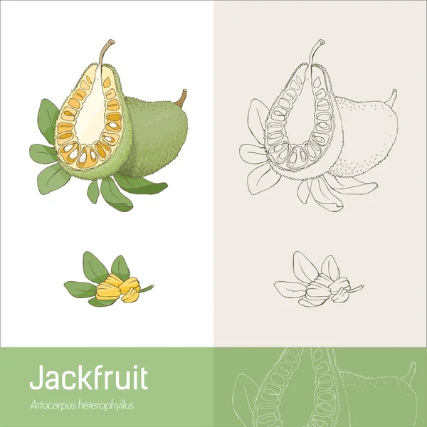 Secção de jaca fruta com folhas e sementes — Vetor de Stock