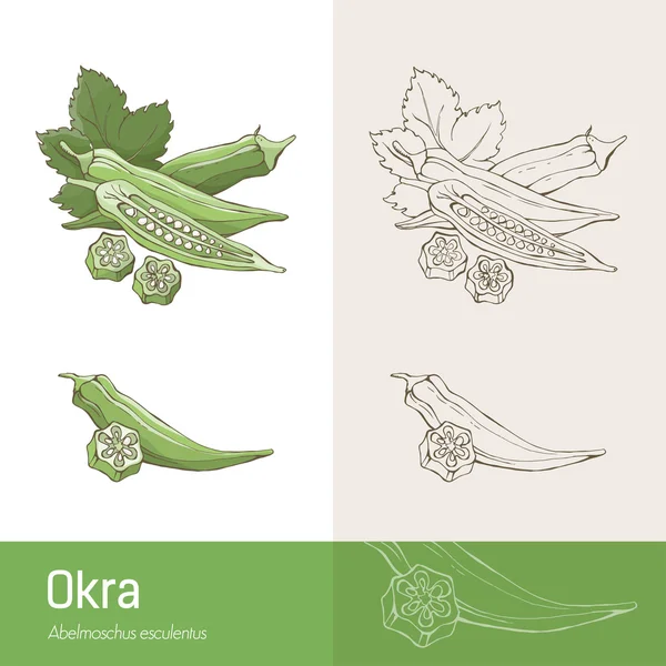 오크라 포드와 나뭇잎 — 스톡 벡터
