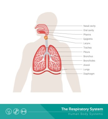 The human respiratory system clipart