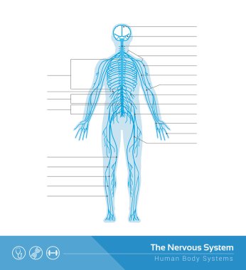 Картина, постер, плакат, фотообои "человеческая нервная система
", артикул 104389580