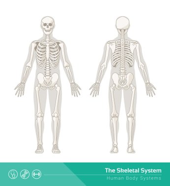 The human skeletal system