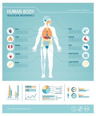 Human body infographics clipart