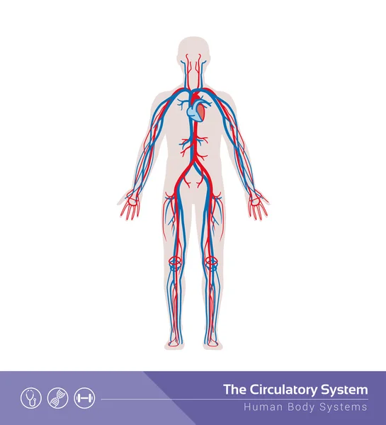 Hij bloedsomloop of cardiovasculaire systeem — Stockvector