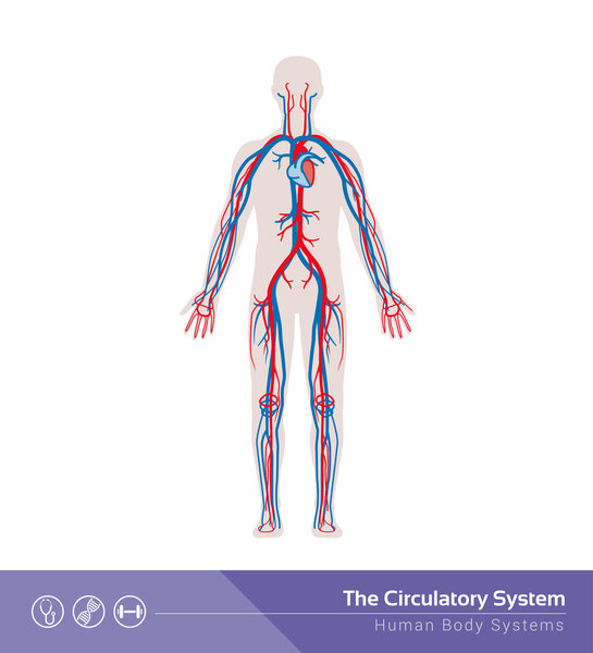 he circulatory or cardiovascular system