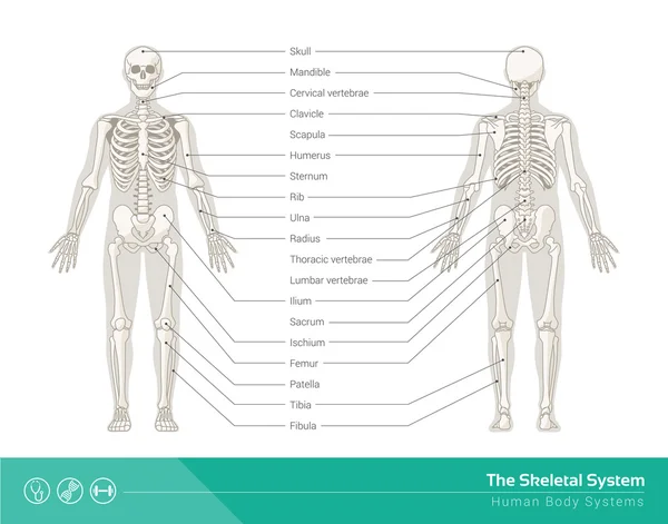 İskelet sistemi — Stok Vektör