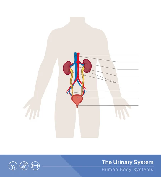 De menselijke urine-systeem — Stockvector