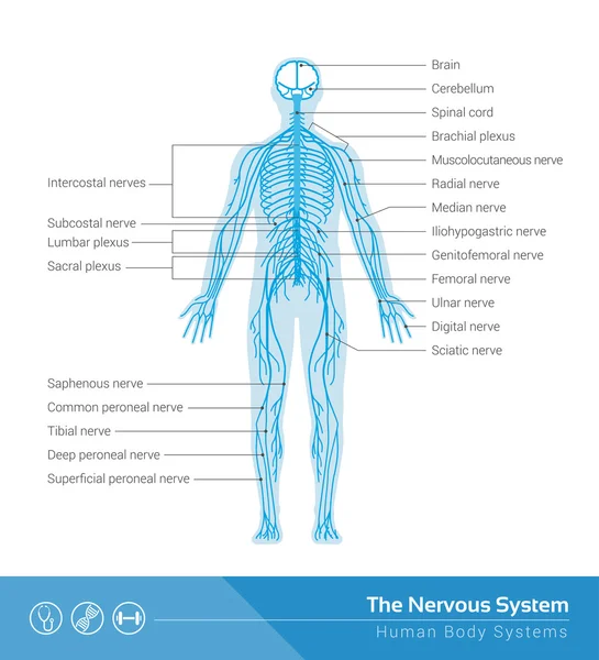 The human nervous system — Stock Vector