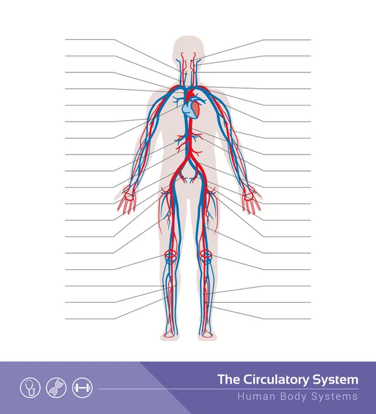 El sistema circulatorio o cardiovascular humano — Vector de stock