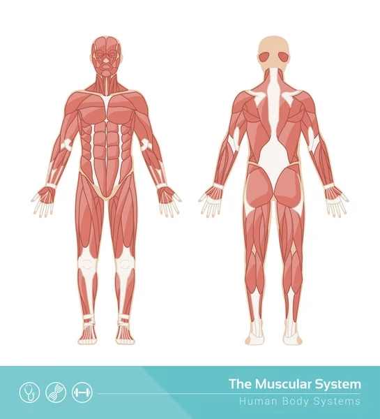 El sistema muscular humano — Vector de stock