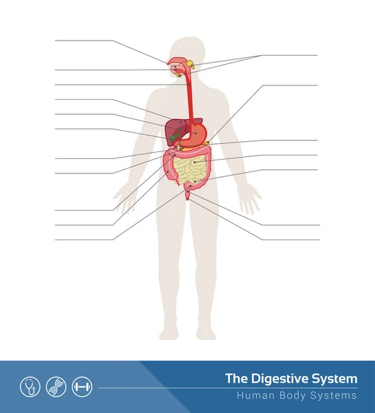 El sistema digestivo humano — Vector de stock