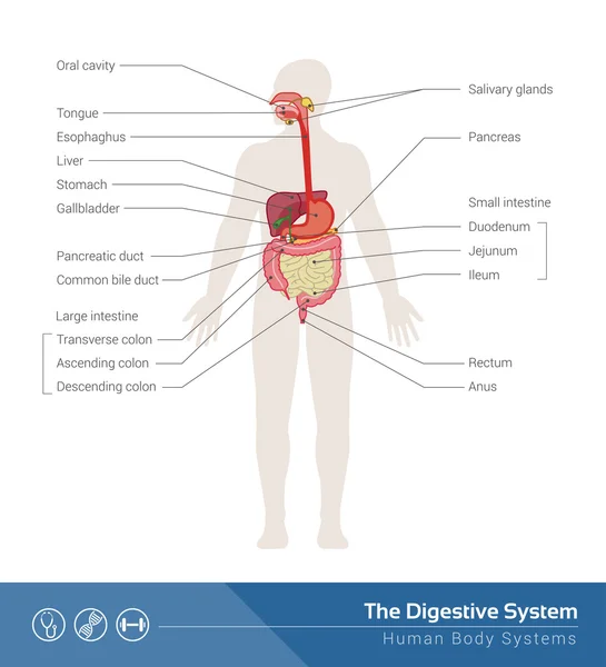 El sistema digestivo humano — Vector de stock