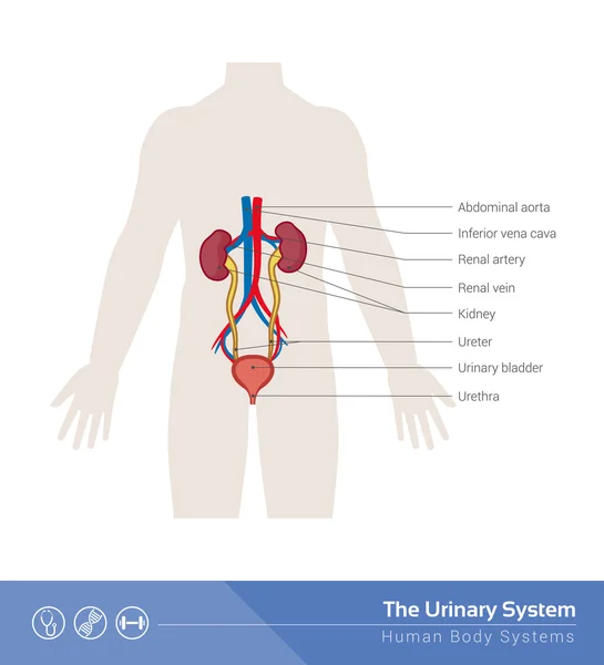 Sistem urin manusia - Stok Vektor
