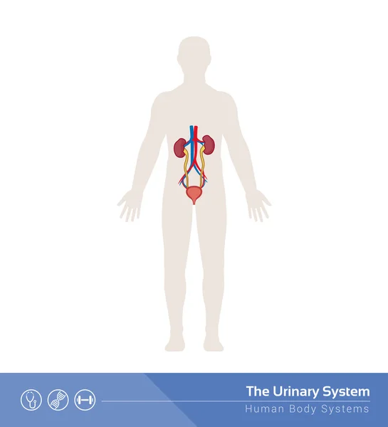 The human urinary system — Stock Vector