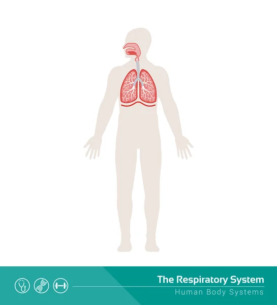 O sistema respiratório humano — Vetor de Stock
