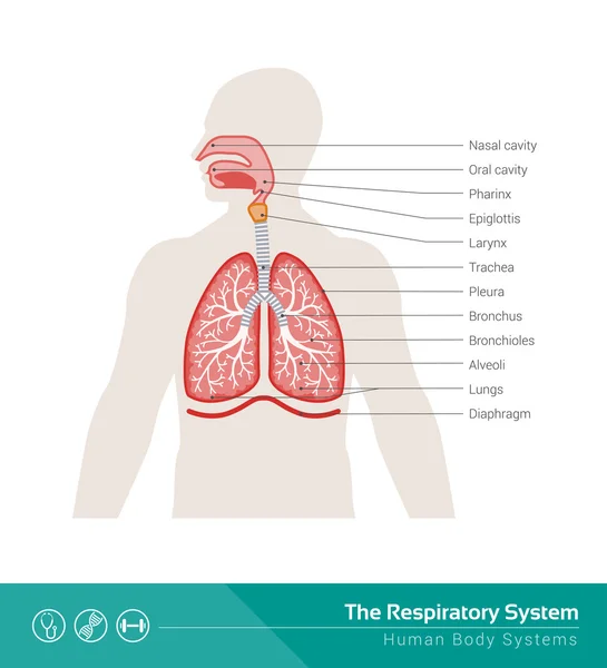 El sistema respiratorio humano — Archivo Imágenes Vectoriales