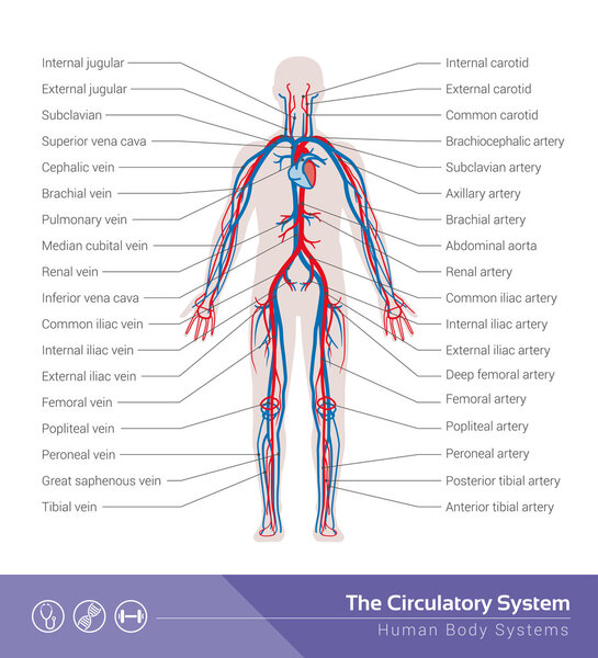 The circulatory or cardiovascular human system