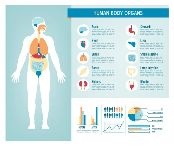 Menselijk lichaam infographics — Stockvector