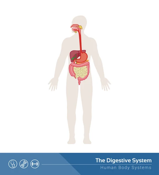 Il sistema digestivo umano — Vettoriale Stock