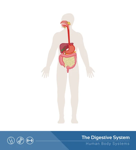 消化器系疾患 Vector Art Stock Images Depositphotos