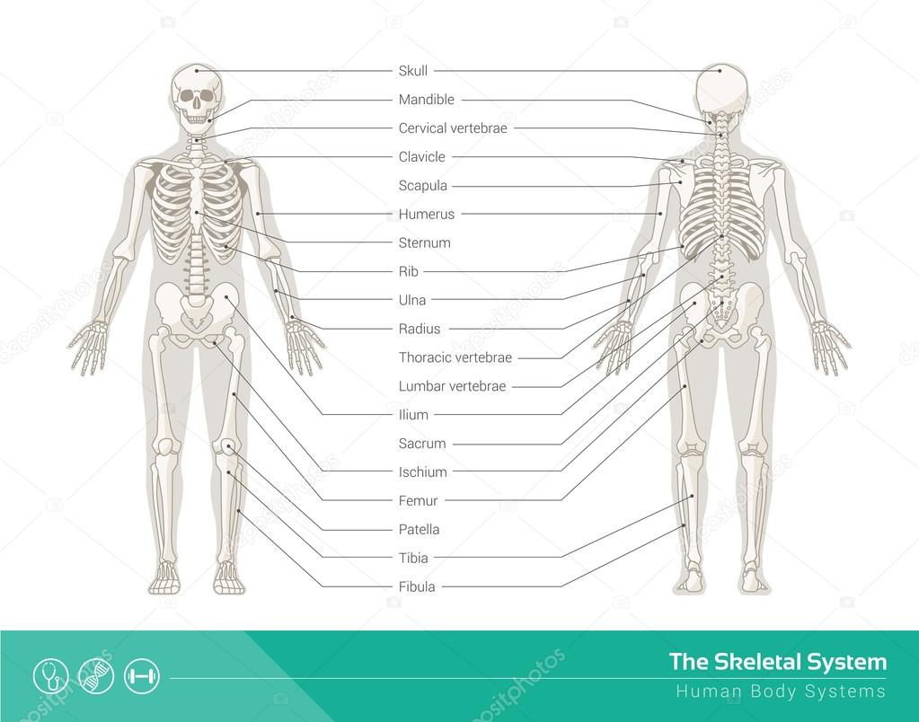 The skeletal system