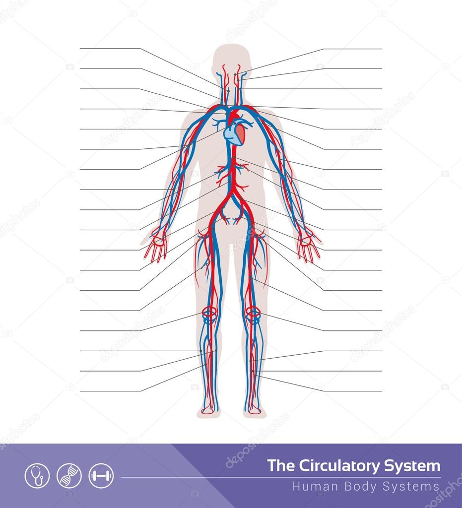 el sistema circulatorio o cardiovascular humano archivo imágenes