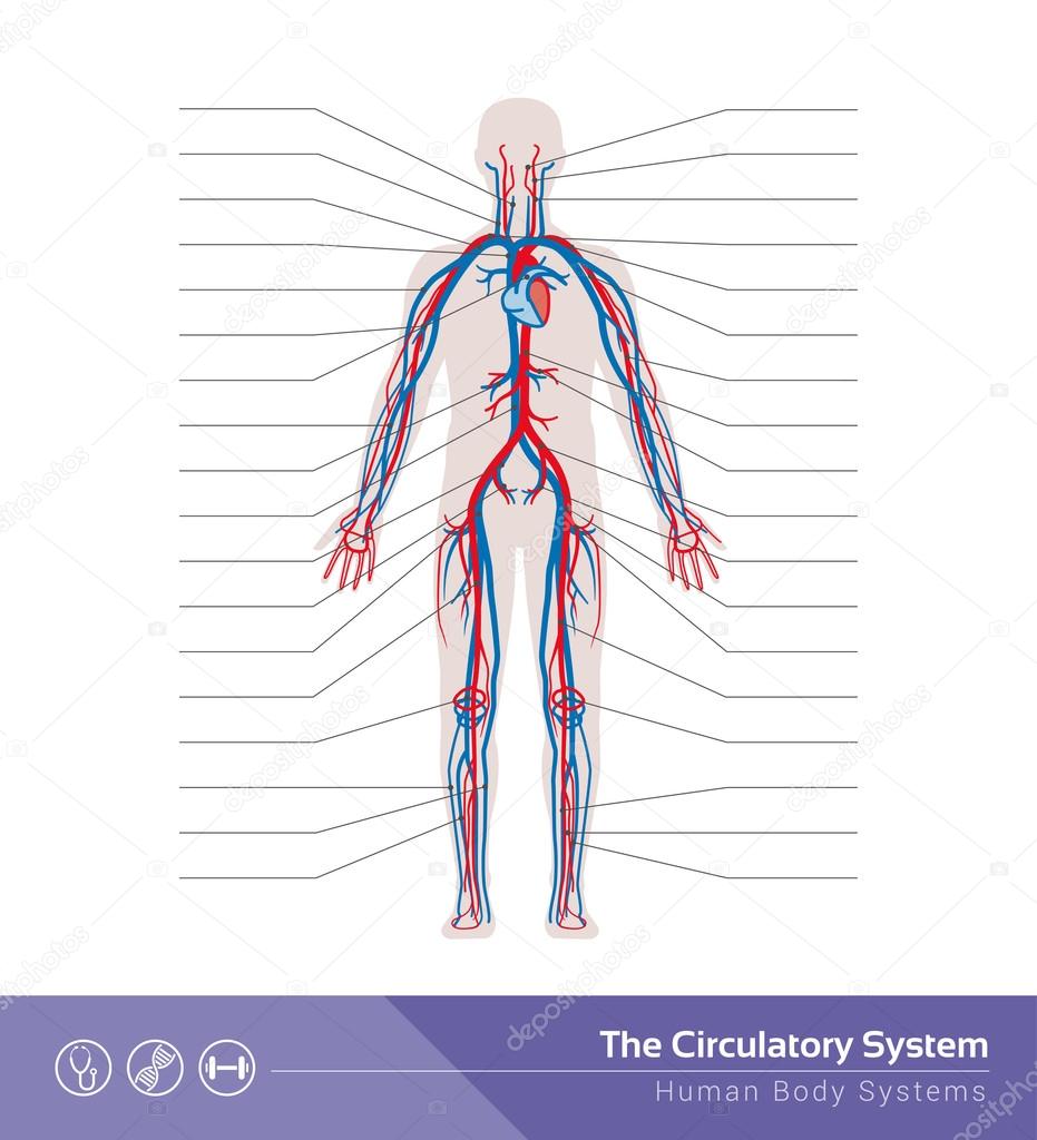 The circulatory or cardiovascular human system