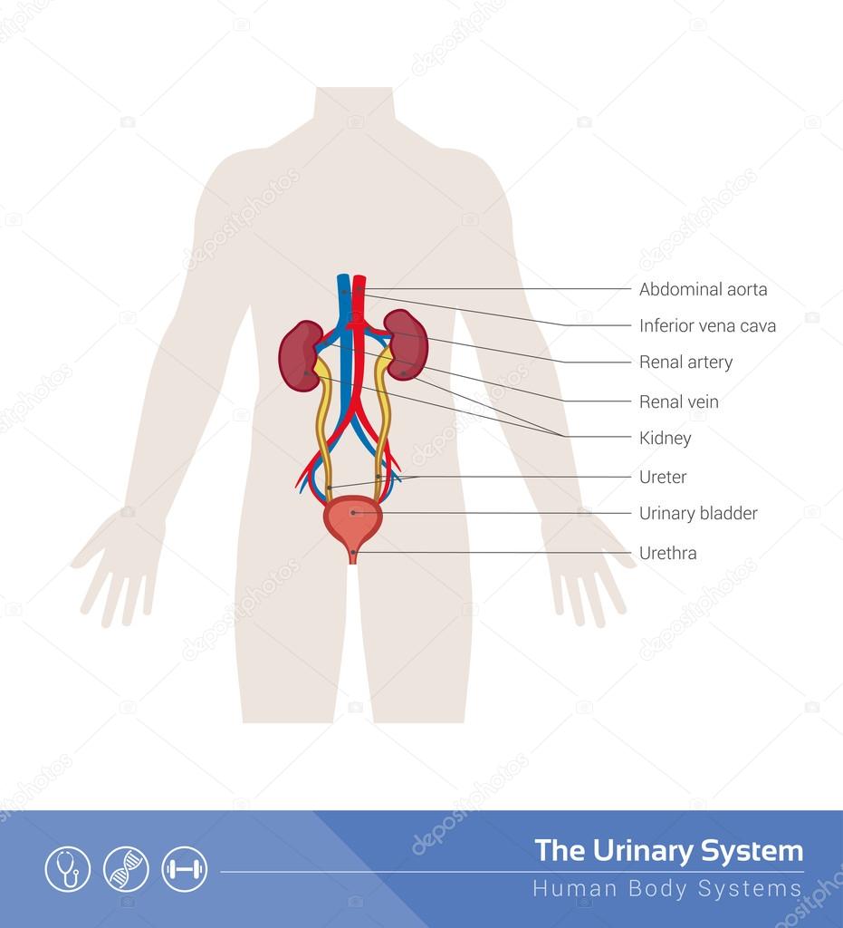 The human urinary system