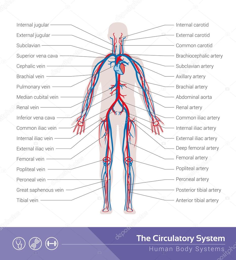 The circulatory or cardiovascular human system