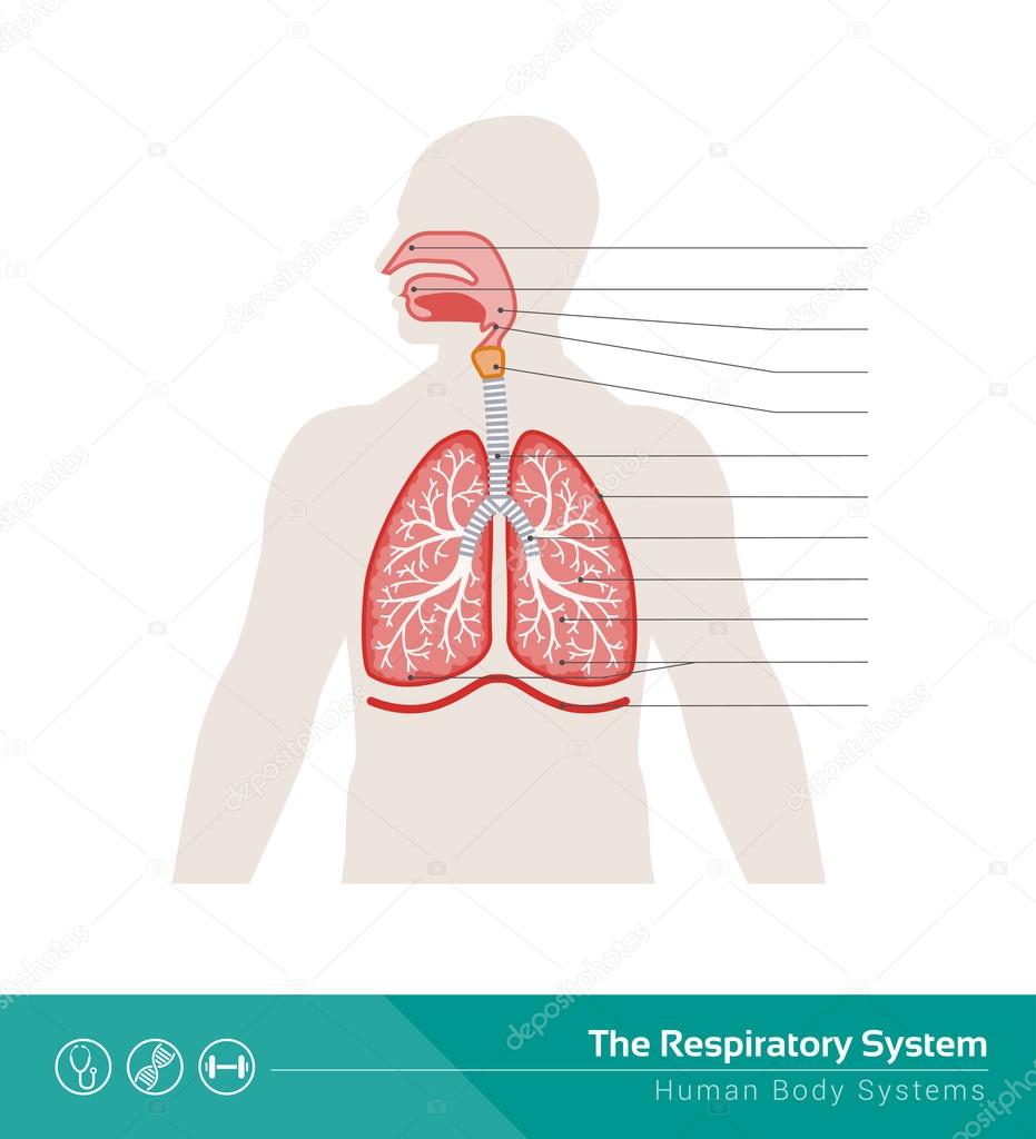 The human respiratory system