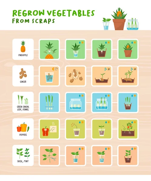 Recrescer Legumes Sucatas Infográfico — Vetor de Stock
