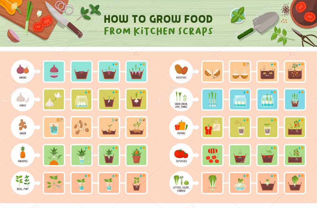 How to grow food from kitchen scraps