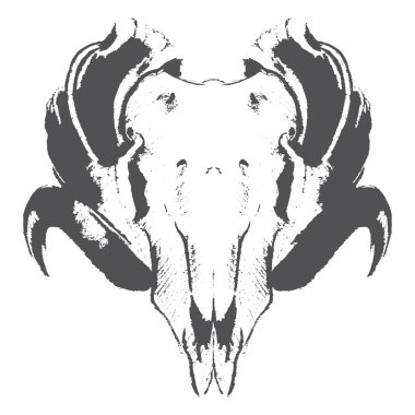 hayvan kafatası baş nesne