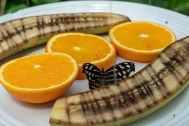 Kelebek portakal ve muzla besleniyor, böcek koruma.. 
