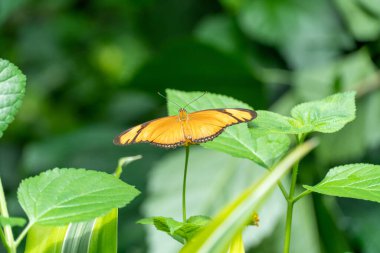 Kelebek Bantlı Portakal, portakal çiçeklerinin üzerinde kanatlarını çırpıyor ve besleniyorlar. Bu kelebekler Brezilya 'nın kuzeyinde Orta Amerika, Teksas ve Kansas' ta bulundu..
