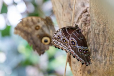 Kelebek Mavi Morpho veya Morpho Peleides, beslenme ve dinlenme. Kelebek ön kanat alt yüzeyi donuk kahverengi ve göz benekleriyle kaplıdır. Orta ve Güney Amerika 'da bulunur..