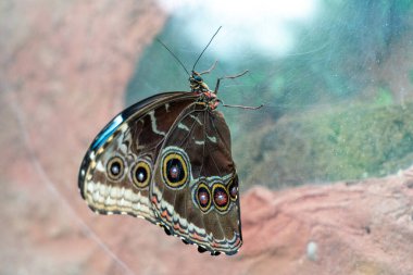 Kelebek Mavi Morpho veya Morpho Peleides, beslenme ve dinlenme. Kelebek ön kanat alt yüzeyi donuk kahverengi ve göz benekleriyle kaplıdır. Orta ve Güney Amerika 'da bulunur..