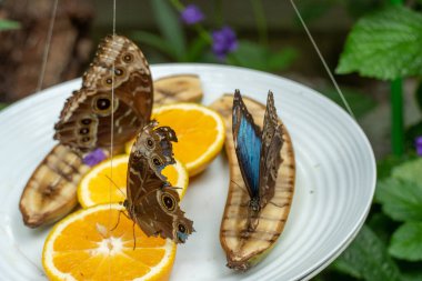 Kelebek Mavi Morpho veya Morpho Peleides, beslenme ve dinlenme. Kelebek ön kanat alt yüzeyi donuk kahverengi ve göz benekleriyle kaplıdır. Orta ve Güney Amerika 'da bulunur..