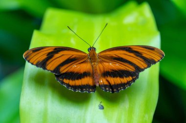 Kelebek Bantlı Portakal, portakal çiçeklerinin üzerinde kanatlarını çırpıyor ve besleniyorlar. Bu kelebekler Brezilya 'nın kuzeyinde Orta Amerika, Teksas ve Kansas' ta bulundu..