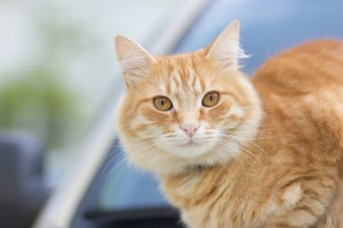 Kırmızı kedi çerçeve içine seyir