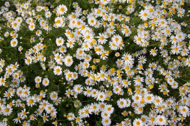 Büyüyen papatya çiçeği