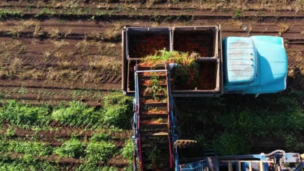 Sárgarépa Betakarítása Gépesített Betakarító Berendezéssel Teherautóval Hogy Sárgarépát Egy Feldolgozóüzembe — Stock videók