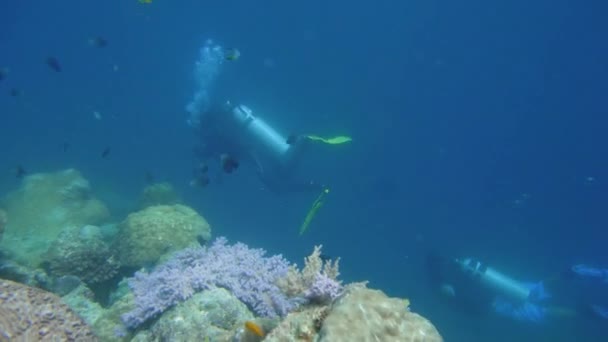 Scuba Divers Coral Reef Fishes Blue Sea Tropical Colorful Underwater — Stock Video