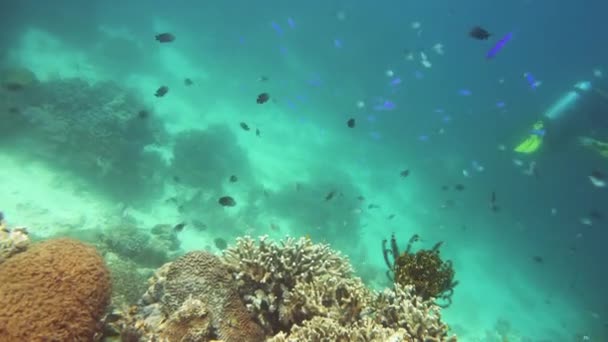 Korallrev Och Tropiska Fiskar Filippinernas Undervattensvärld — Stockvideo