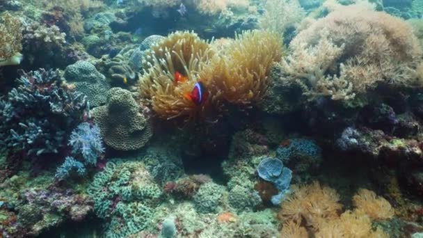 Anémona Marina Peces Payaso Los Arrecifes Coral Peces Tropicales Buceo — Vídeos de Stock