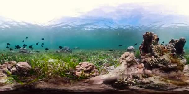 Tropical Fishes Coral Reef Escena Submarina Camiguin Filipinas Concepto Vacaciones — Vídeo de stock