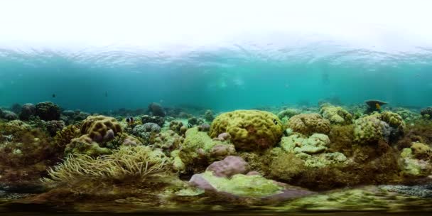 海底鱼礁海洋360Vr 热带五彩缤纷的水下海景 有珊瑚礁 Camiguin 菲律宾 — 图库视频影像